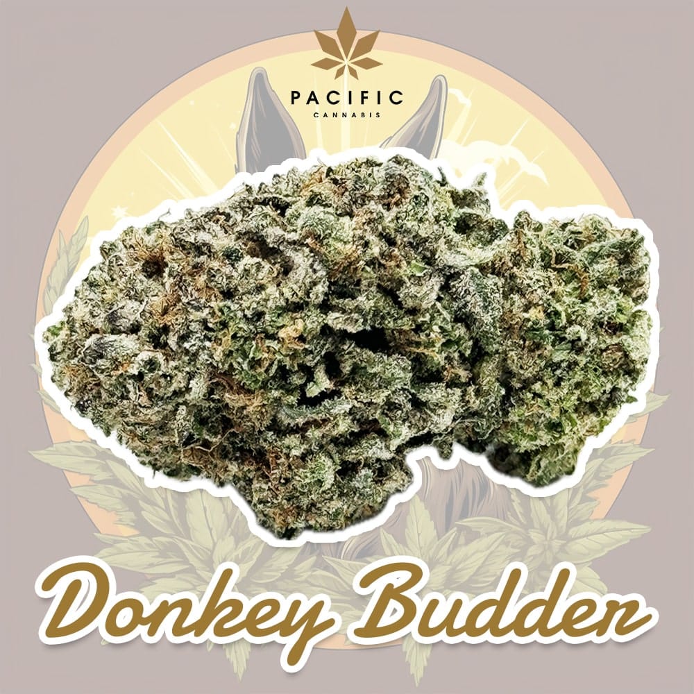 Acquista Donkey Butter – Hantverksmässig cannabis – Harvest #3 (1/4 pund) Tillgänglig online