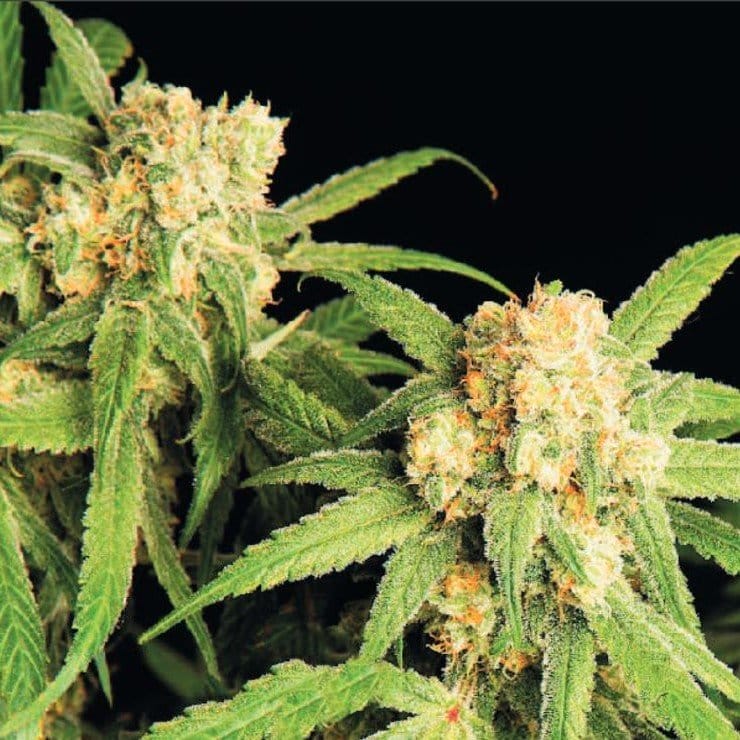Kaufen Sie Northern Bud Automatic 5 Samen online